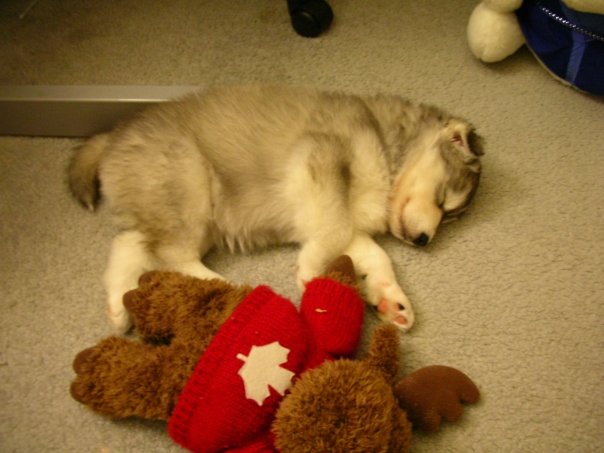Fluffy! Credit: DONG_OF_JUSTICE / Imgur