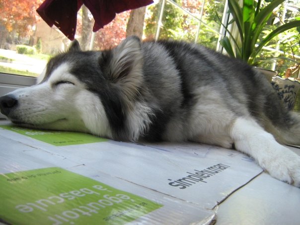 Sunbathing like a cat. Credit: DONG_OF_JUSTICE / Imgur