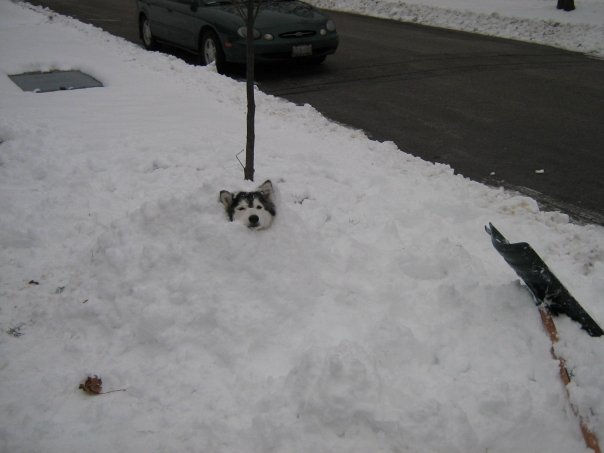 We like to bury her in snow. She likes to rewards herself by stealing our food. Credit: DONG_OF_JUSTICE / Imgur