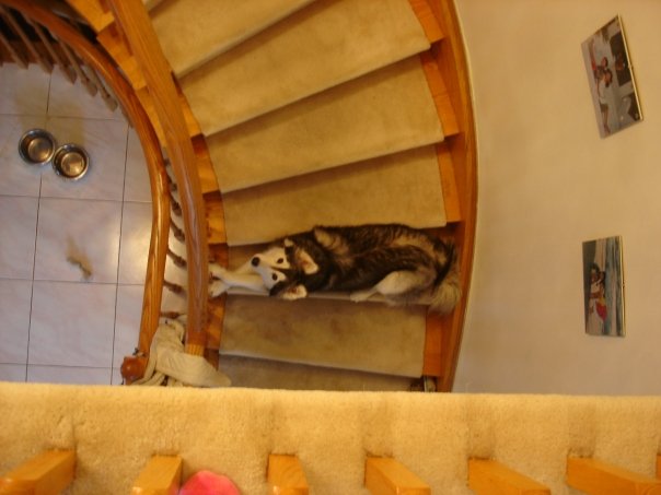 She's not allowed to go upstairs, but she'll try to sneak up one stair at a time. You can usually tell how badly she wants you to come downstairs by how far she's gone up the stairs. This is about 3/10 urgency. Credit: DONG_OF_JUSTICE / Imgur
