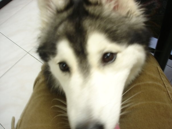 If you're eating, she'll rest her head on your lap until you give her food. Credit: DONG_OF_JUSTICE / Imgur