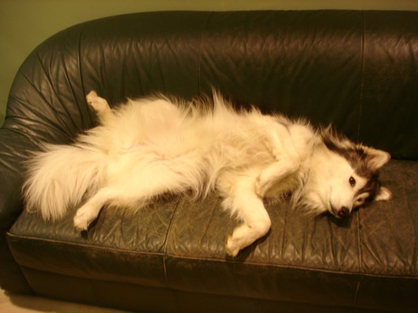 Cat fact of the day: You might think that she'd like you to pet her belly. You would be wrong. She'll stare at you and sigh a lot until you stop. Credit: DONG_OF_JUSTICE / Imgur