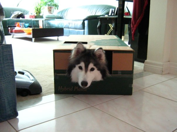 She ended up staying in there for awhile until we went to do something else, at which point she promptly followed to stay in on the action. Credit: DONG_OF_JUSTICE / Imgur