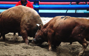 Cheongdo, Korea: This is Not Hemingway’s Bullfight