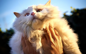 Science Explains Why We Want To Squeeze Cute Things To Death