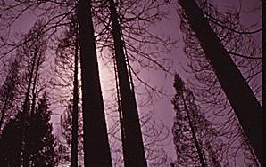 11 Haunted Forests You Should Never, Ever Step Foot In