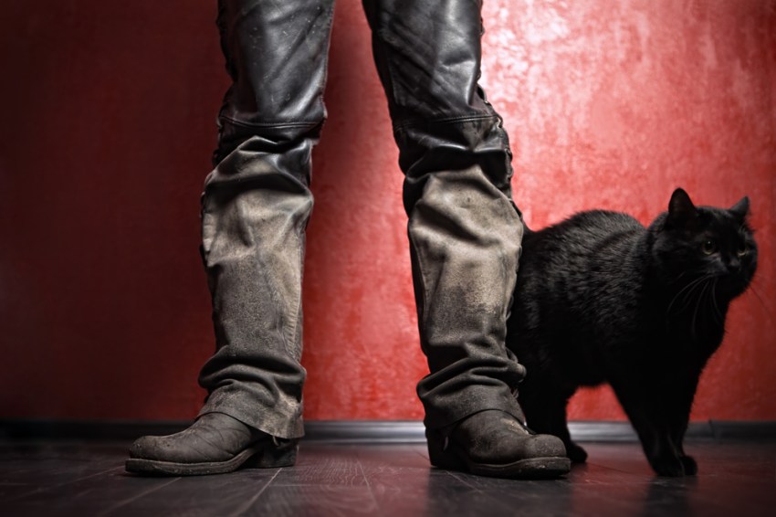 Men Who Own Cats Are Better Lovers