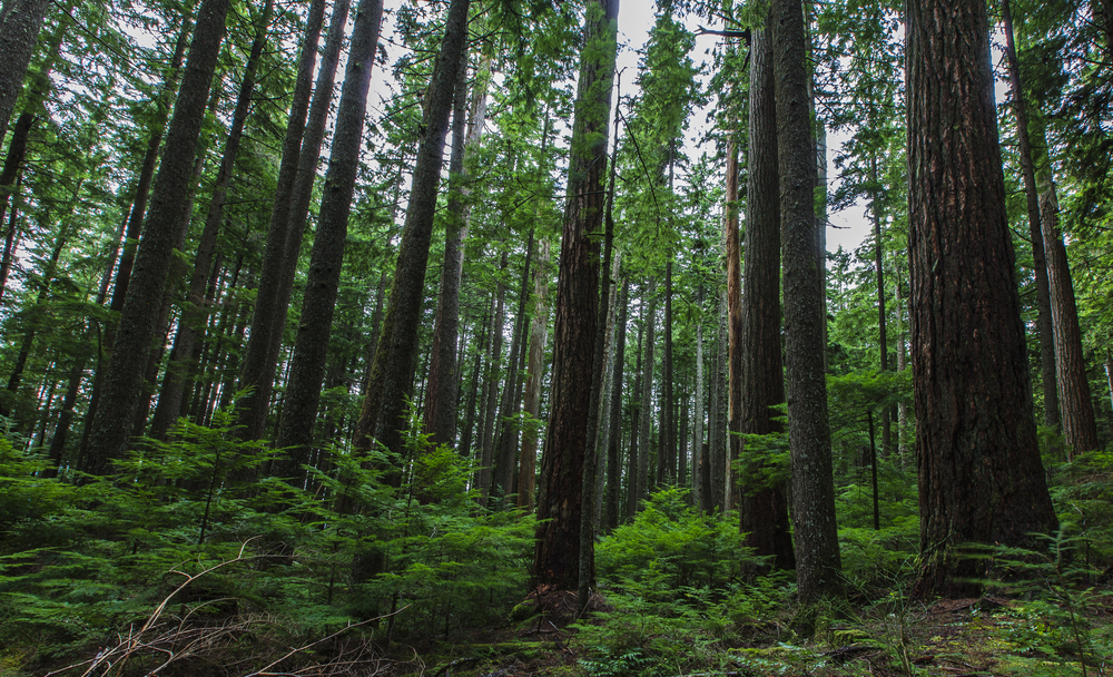 25 Hikers And Backpackers Reveal The Creepiest, Scariest Things They’ve Found In The Wild