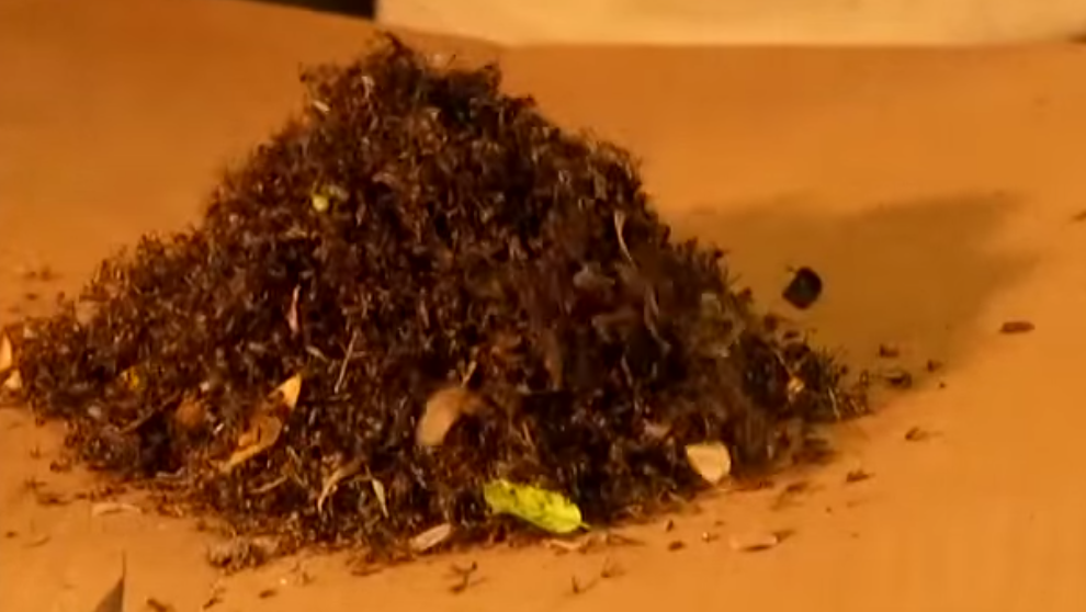 You Can Get Rid Of Thousands Of Mosquitoes Using This Neat Little Trick