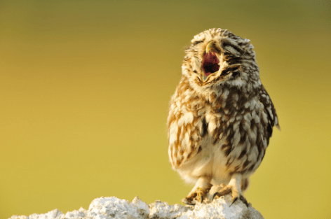 18 Photos Of Baby Animals Yawning (BECAUSE BABY ANIMALS YAWNING!)