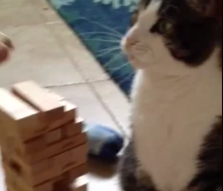 You Need To Watch This Right Now Because This Is The Jenga Cat Video Of The Day