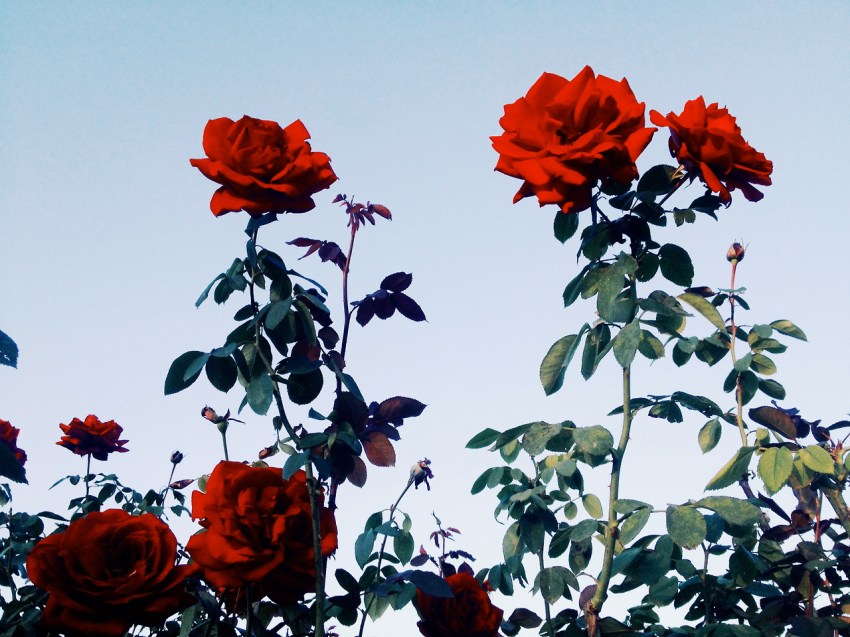 Sometimes You Really Do Need To Burn Bridges If You Want To Move On