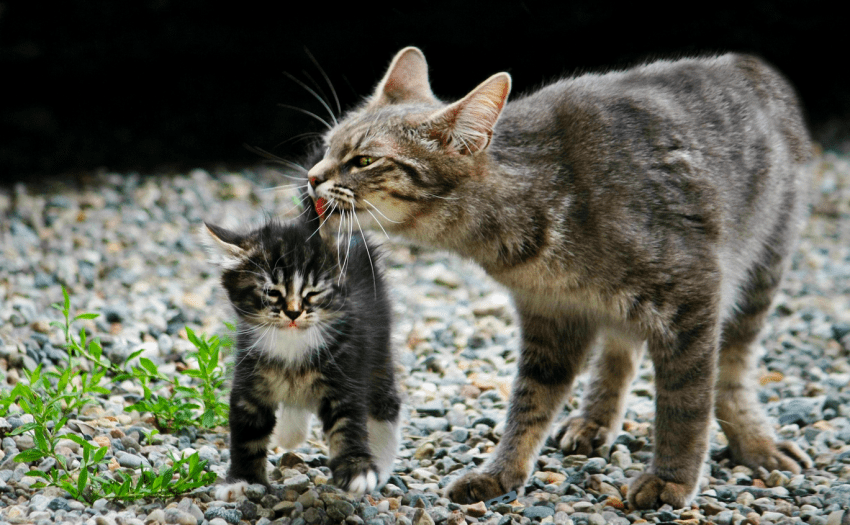 How You Know You’re In Love