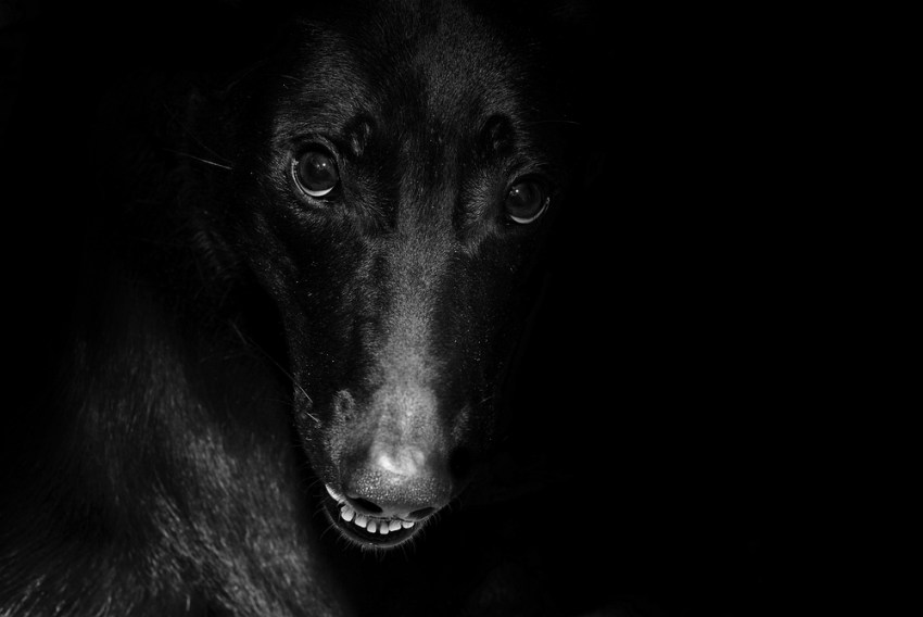 28 People Reveal The One Incredibly Creepy Thing Their Pets Have Done