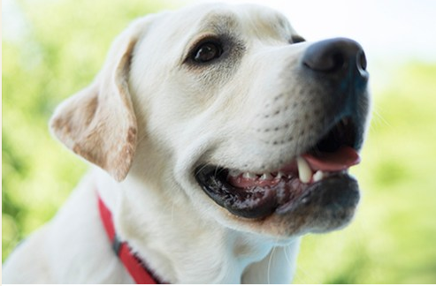 A Live-Blog Of The World’s Best Pet Conference