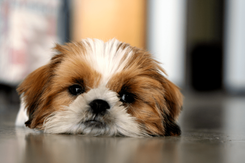 22 Pet Owners On The One Thing That Lets You Know You’re Ready For A Pet