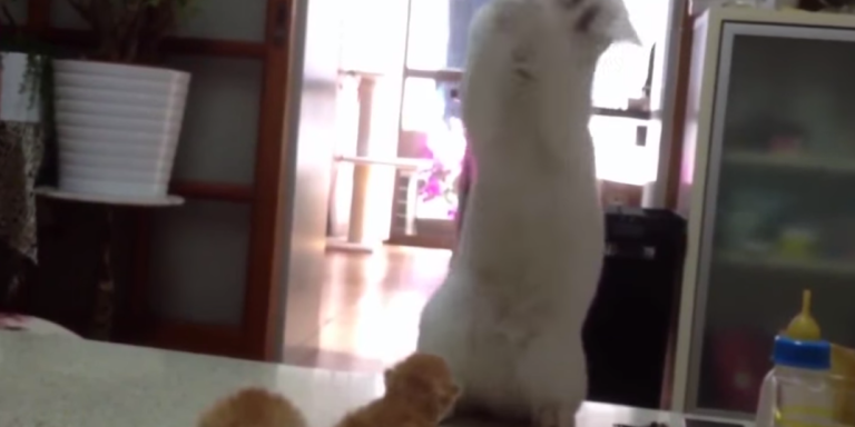 This Cat Can’t Handle These Cute Kittens And Neither Can You