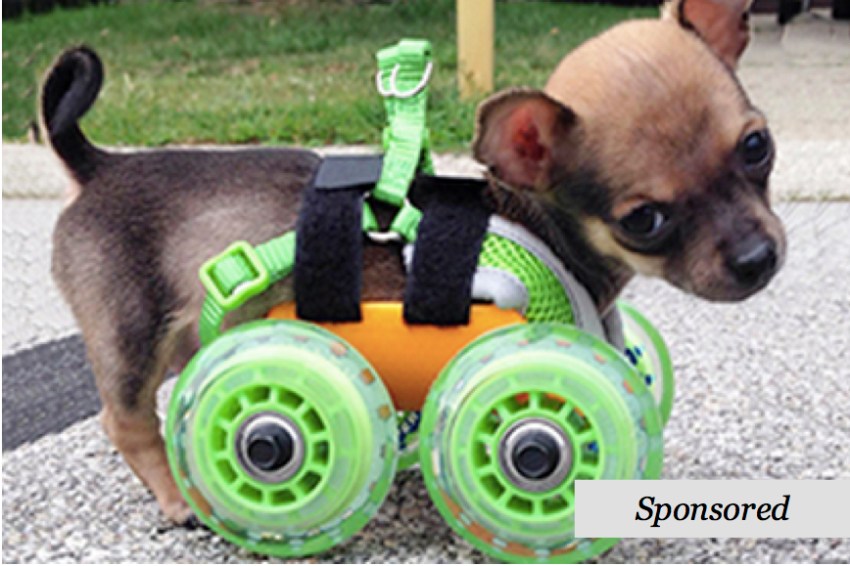 This Is The Heartwarming Tale Of Turbo Roo, The Two-Legged Chihuahua