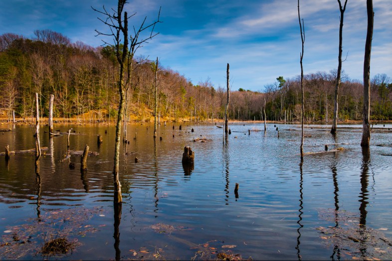 Shuttertstock