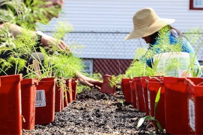 Edgemere Farmers transplanting Fennel (From the Groups Facebook: used with permission from 596 Acres)