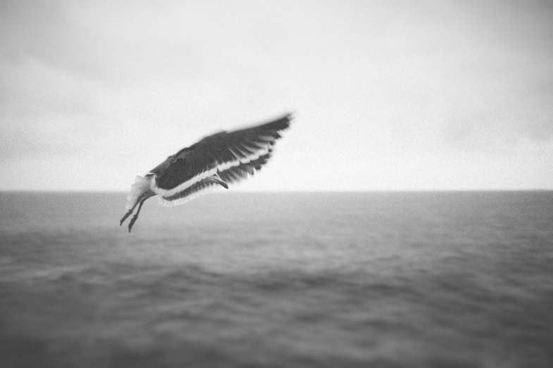 Flickr/amanda tipton