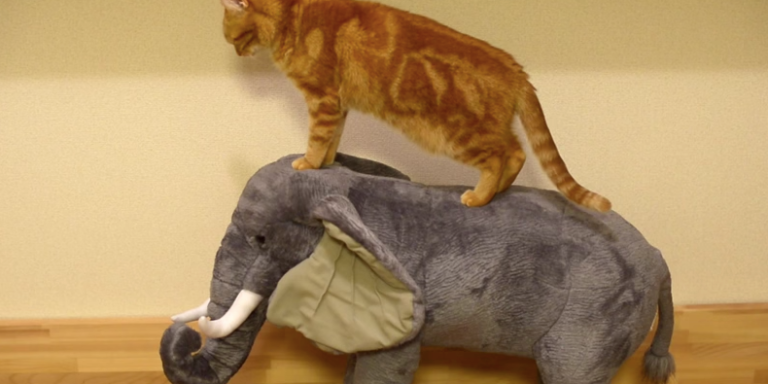 Watch: This Cat Thinks He’s Actually Riding An Elephant!