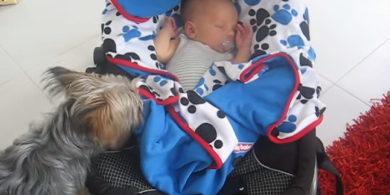 This Dog Tucking In Her Best Friend Is The Cutest Thing Ever