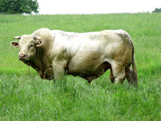 Taureau_charolais_au_pré