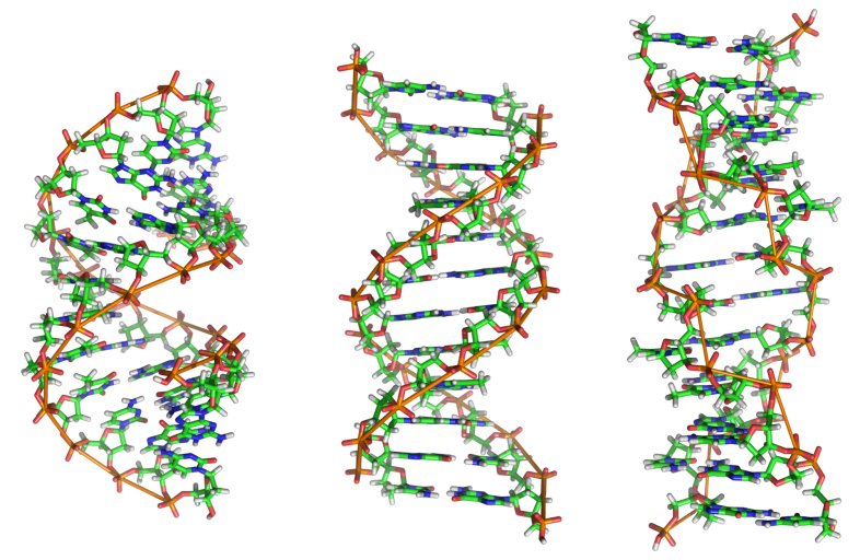 DNA // Source: Richard Wheeler