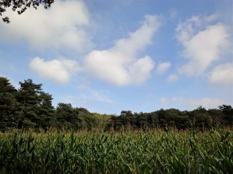 Corn, maybe genetically modified? // Source: E. Dronkert