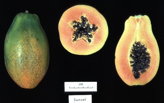 A genetically modified papaya. // Public domain