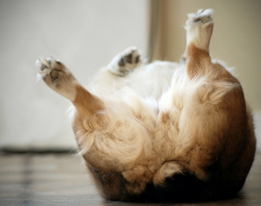 The 100 All-Time Greatest Quotes About Dogs