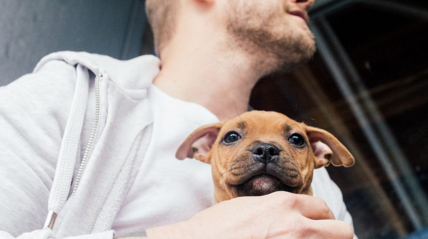 17 Signs You Really Just Want A Dog, Not A Boyfriend