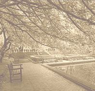 lily pond sepia