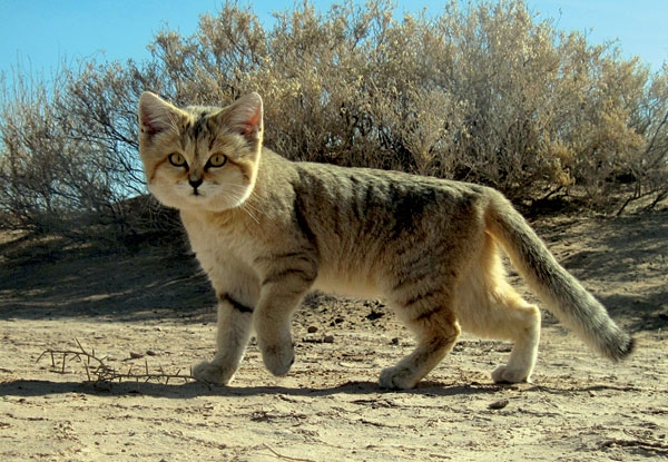 Persian_sand_CAT