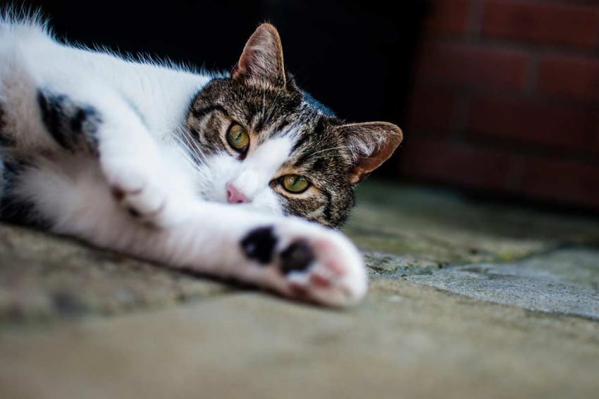 32 Facts About Cats I’ll Bet You Didn’t Know
