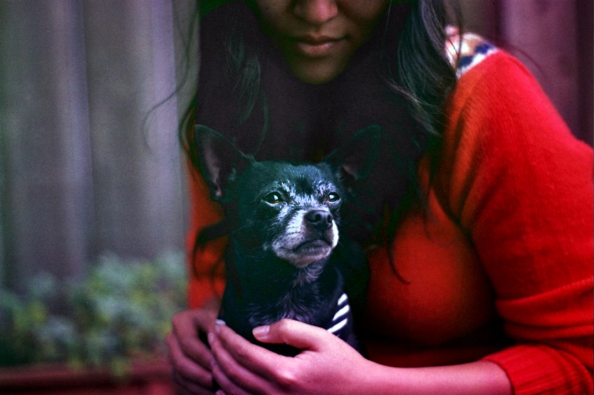 15 Ways Breaking Up Is So Much Harder When You’ve Shared A Pet