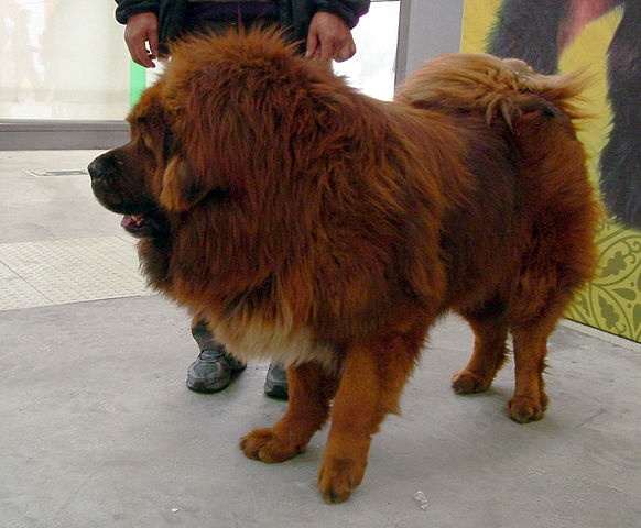 Tibetan Mastiff via wiki commons