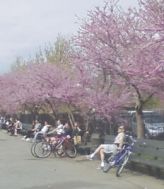 lilacs mccarren park