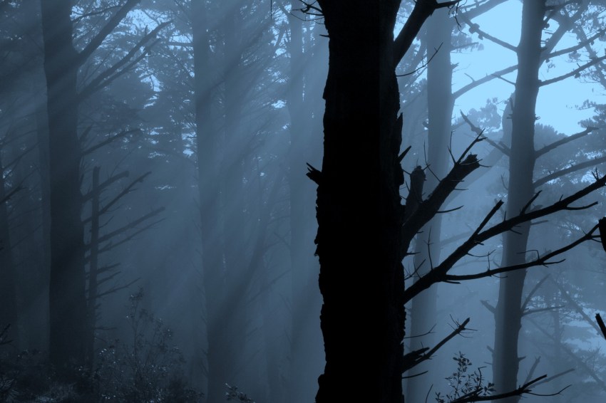 They Say Never To Go Into The Old Northeastern Woods Alone And Now I Can Tell You Why