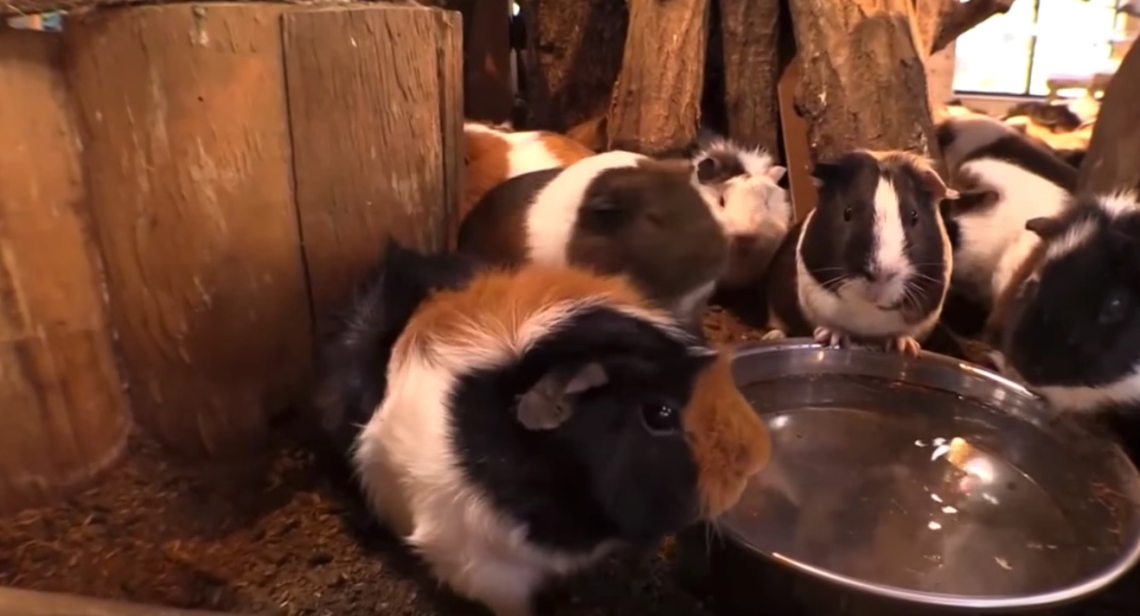 Guinea Pig Bridge at the Nagasaki Bio Park - song by Parry Gripp (Youtube)