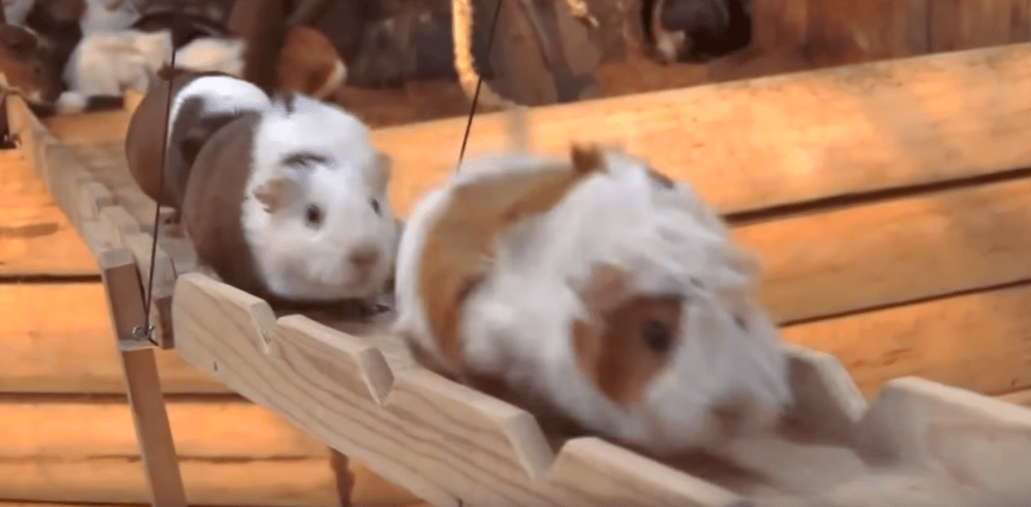 Guinea Pig Bridge at the Nagasaki Bio Park - song by Parry Gripp (Youtube)