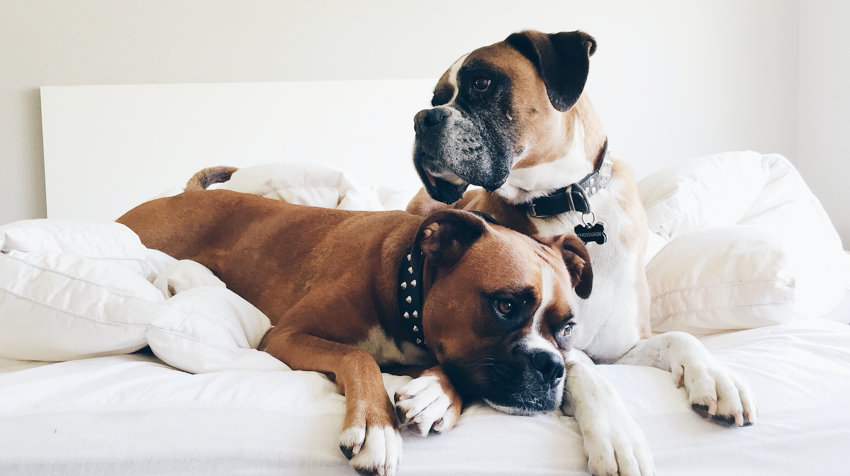 It’s Not Just The Wind: 12 Times A Pet Sensed A Paranormal Presence Before Its Owner Did