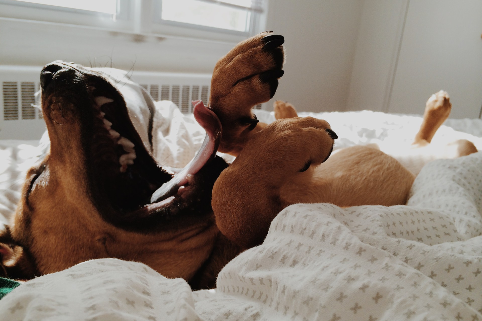 20 Reasons Why Your Dog Is All You Really Need After A Breakup