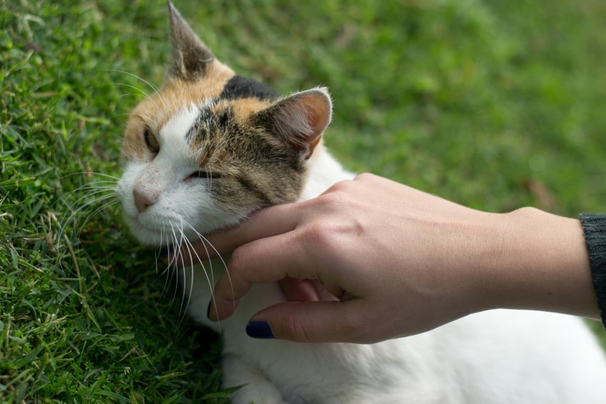 12 Reasons Women Who Love Cats Are Usually “Wife-Material”