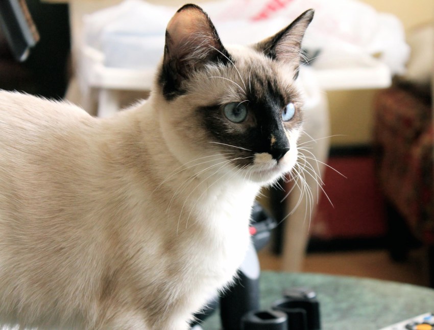 21 Reasons Life Would Be Super Chill If You Could Just Be A Cat