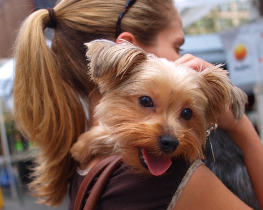 35 Reasons Why Your Dog Is Better Than A Boyfriend Will Ever Be