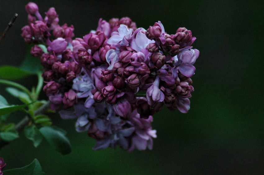 I Inherited Lilac House From My Mother, And I’m Positive There’s Something Sinister In The Basement