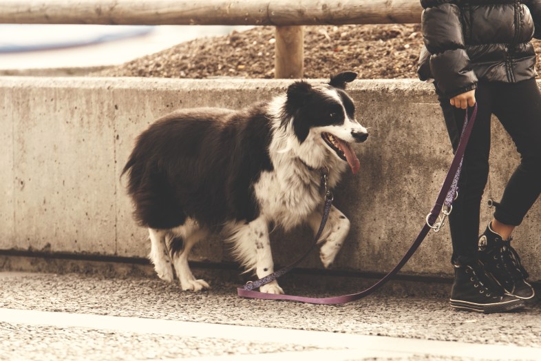 10-life-lessons-you-can-only-learn-while-walking-your-dog