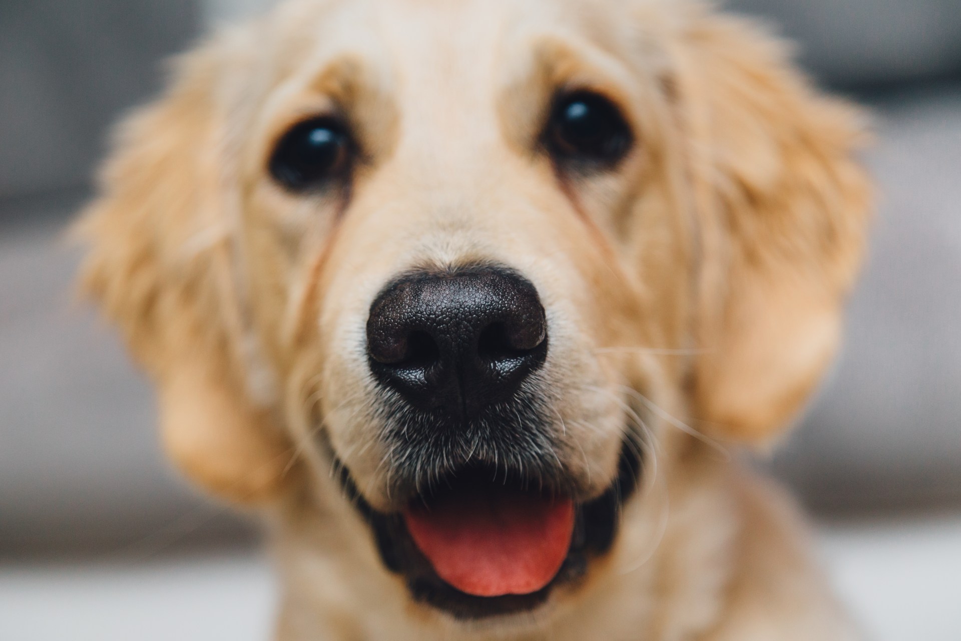 Here’s What Kind Of Dog You Are Based On Your Myers-Briggs Personality Type